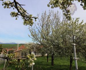 NA PREDAJ - Rodinný dom so záhradou v Sasinkove