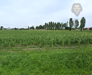 Na predaj pozemok v obci Tomašikovo.